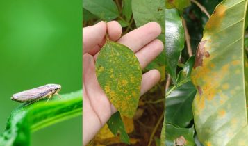 Produtos biológicos revolucionam a agricultura brasileira e mundial