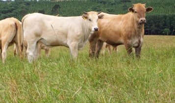 Queda da Selic fará com que produtor animal opte cada vez mais por financiamentos, analisa especialista