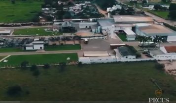 Alerta: Pecus Beef Brasil, uma “gigante” com cara de “confusão”
