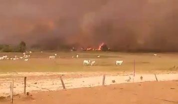 Queimada: Imagens mostram desespero no Pantanal