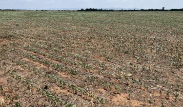 Com El Niño cruel agricultores falam em plantar somente 30% da área