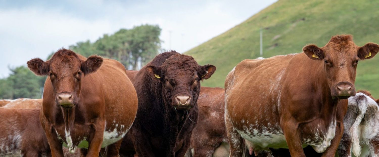 raça bovina