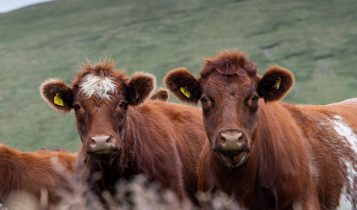 raça bovina