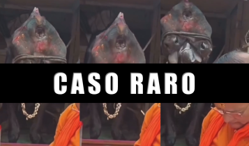 Vídeo de vaca com mutação raríssima viraliza e chama atenção