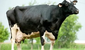 Vaca com maior produção de leite do mundo atingiu 216.891 kg de leite