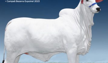 Bezerra Campeã Expoinel alcança R$ 4,5 milhões em valorização