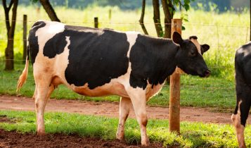 Vaca leiteira