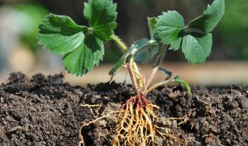 Proteína sela raízes de plantas e reduz uso de água e fertilizantes
