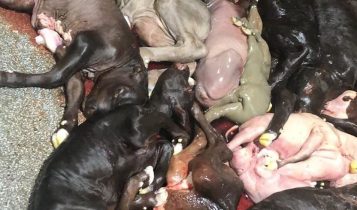 Abate de vacas prenhas, uma questão de vida ou morte
