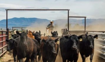 Metade das fazendas de pecuária pode desaparecer em 20 anos, aponta estudo