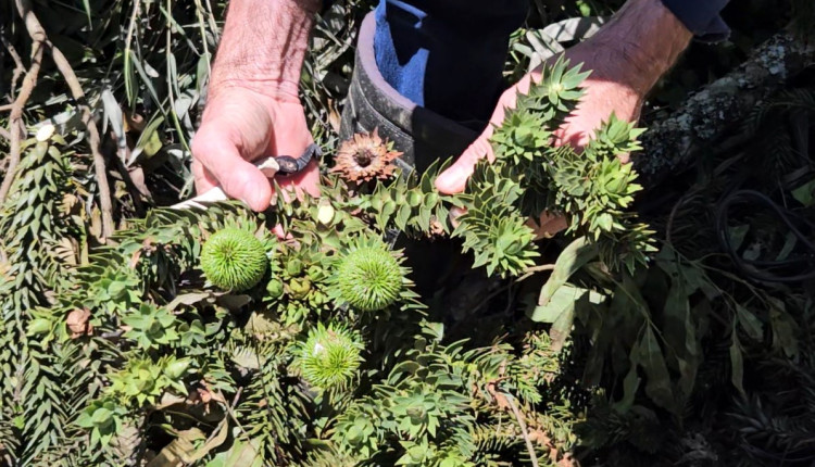 Araucária gigante que caiu por causa das chuvas no Sul será clonada pela Embrapa