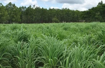 Falta chuva? Veja por que o capim-andropogon pode salvar sua pastagem