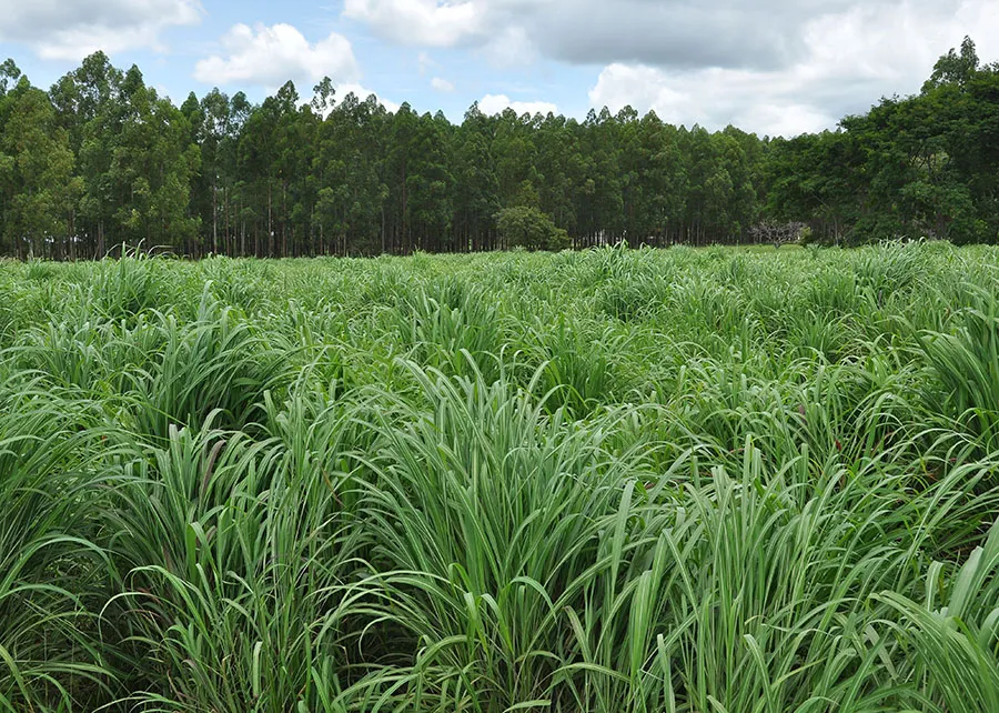 Falta chuva? Veja por que o capim-andropogon pode salvar sua pastagem