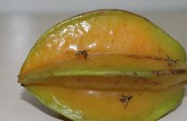 mosca-da-carambola