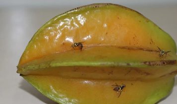 mosca-da-carambola
