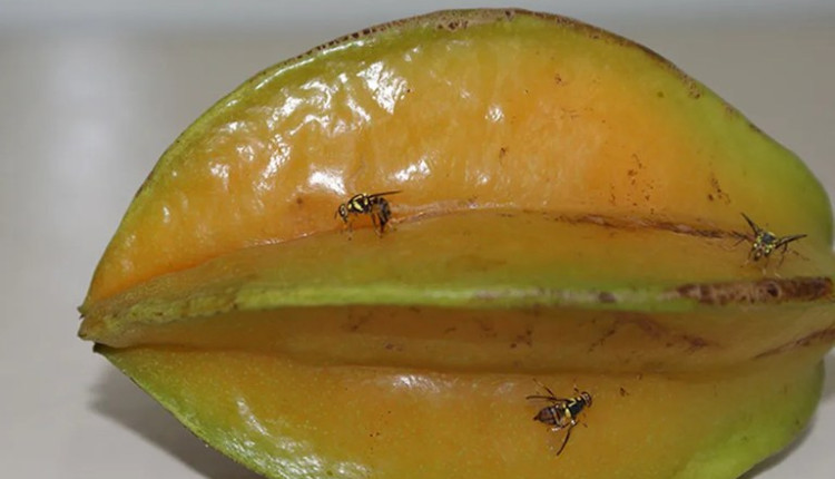 mosca-da-carambola