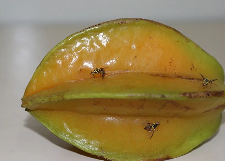 mosca-da-carambola