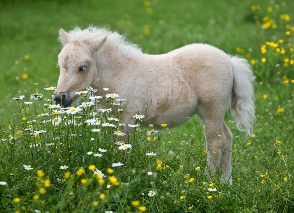 Falabella