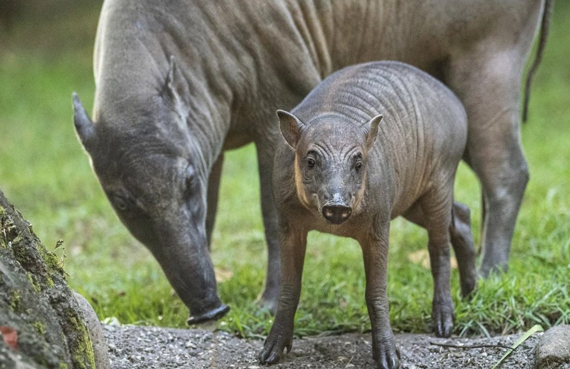 suínos