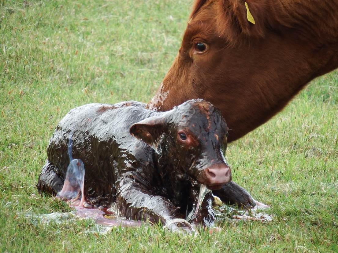 raça bovina