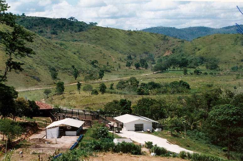 guzerá