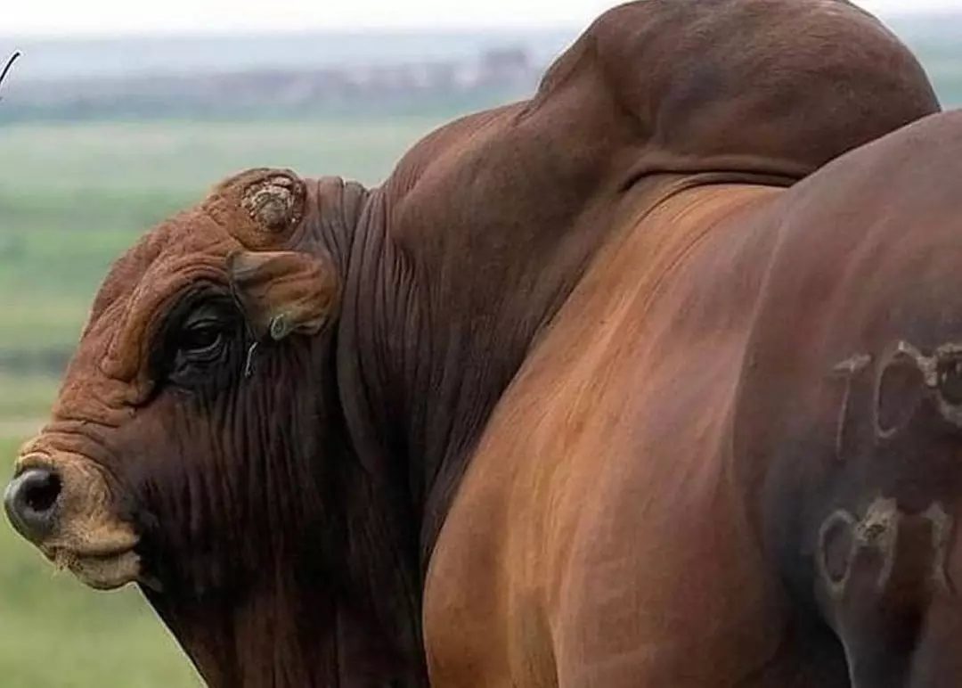 Conheça a raça africana Boran