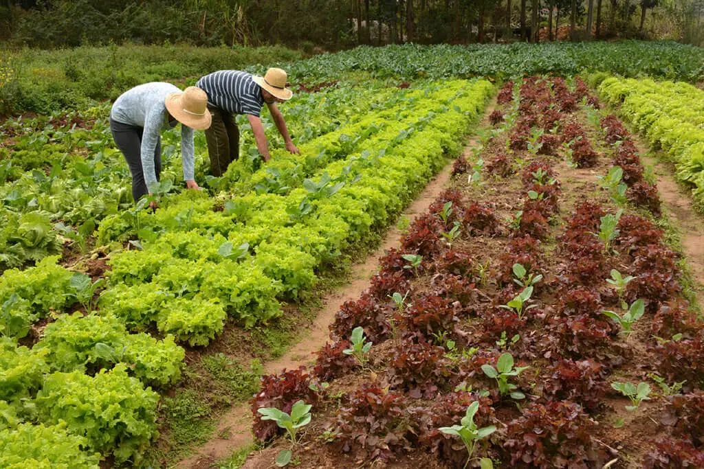 cultivo de diferentes produtos.