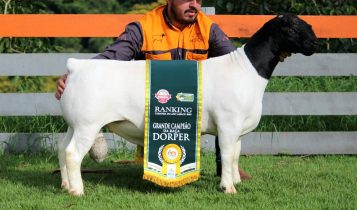 Campeão: Dorper Cordeiro Medalha revela os segredos do triunfo