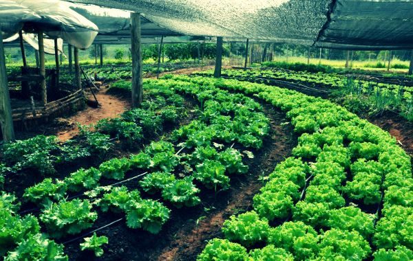 cultivo de diferentes produtos.