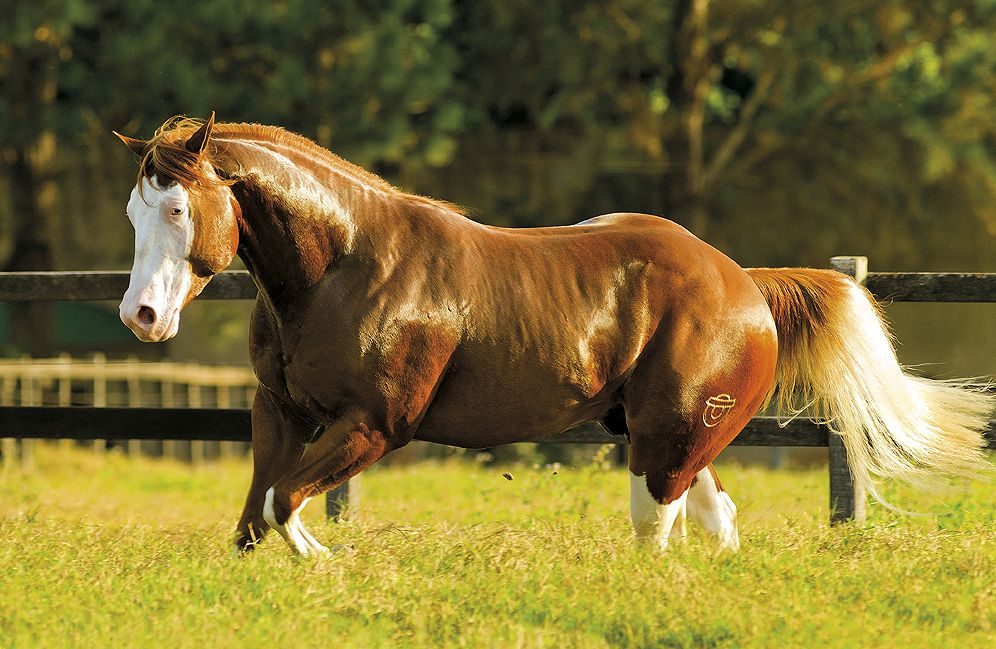 cavalo