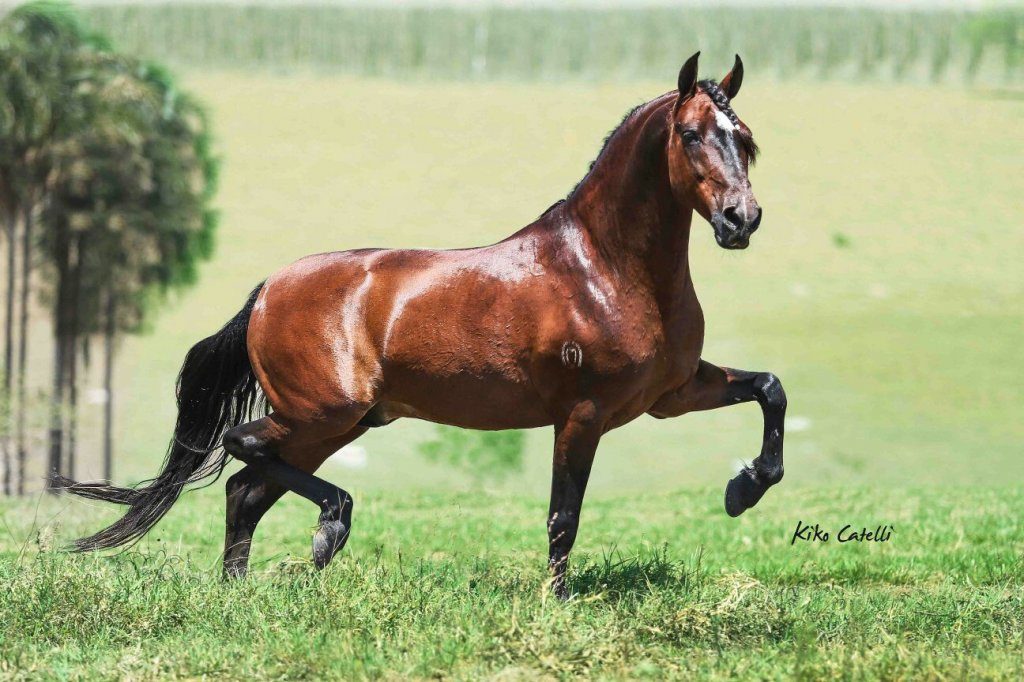 cavalo