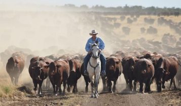 Com 6,5 milhões de ha, maior pecuarista do mundo possui 500.000 bovinos