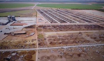 Frigorífico exportador com capacidade de 1500 cab/dia é lançado; Veja onde