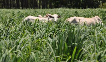 capim andropogon - Alimentar o gado só com capim vale mesmo a pena?