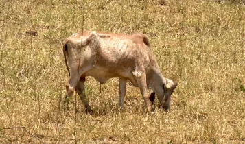Excesso de chuva e calor provoca queda na produção de leite