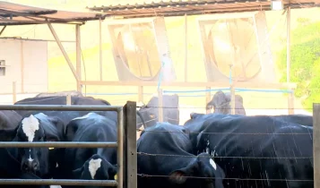Gado fica em área com ventiladores e tomam banho para não sofrer com o calor no ES