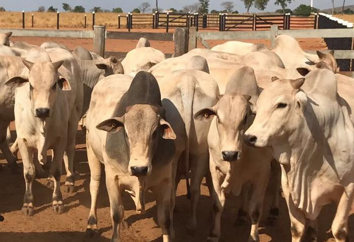 Foto: AFB - Agropecuária Fazenda Brasil