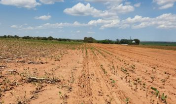 Atraso histórico preocupa produtores de soja e alguns já desistem do milho