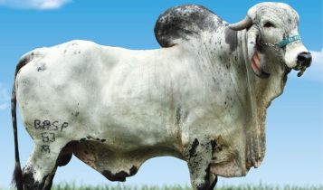 Touro Fabuloso do Basa