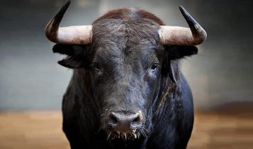 Conheça o Touro de Lide, o touro das touradas