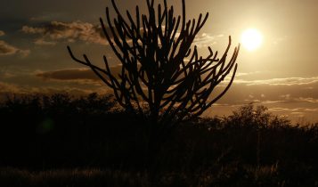 municípios no semiárido