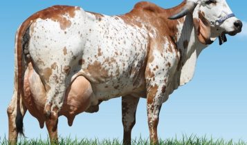 melhoramento genético na pecuária leiteira