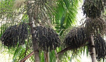 Maior fazenda de açai