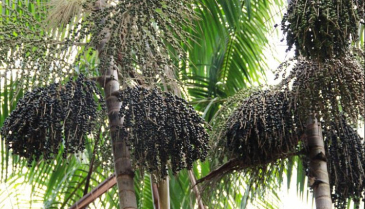 Maior fazenda de açai