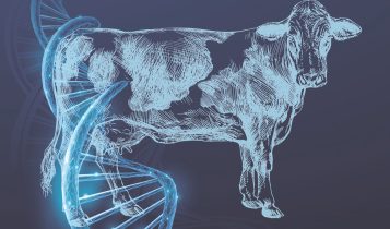 melhor genética bovina