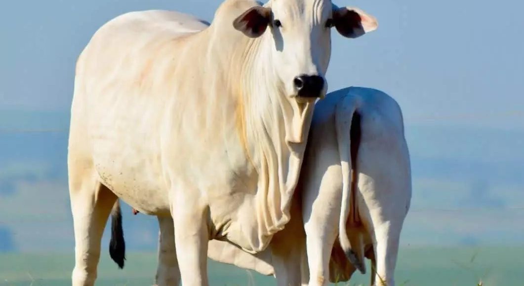 programação fetal na pecuária