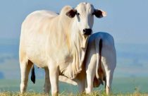 programação fetal na pecuária