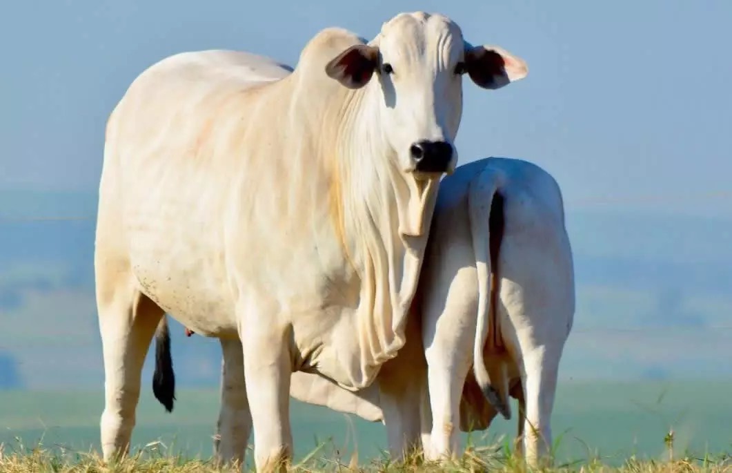 Top raças de corte para o pecuarista brasileiro; Qual a sua?