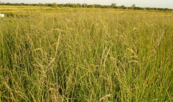 Governo Federal institui Programa Nacional de Conversão de Pastagens Degradadas