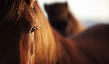 Diabetes em Cavalos: Como uma alimentação balanceada pode prevenir a doença